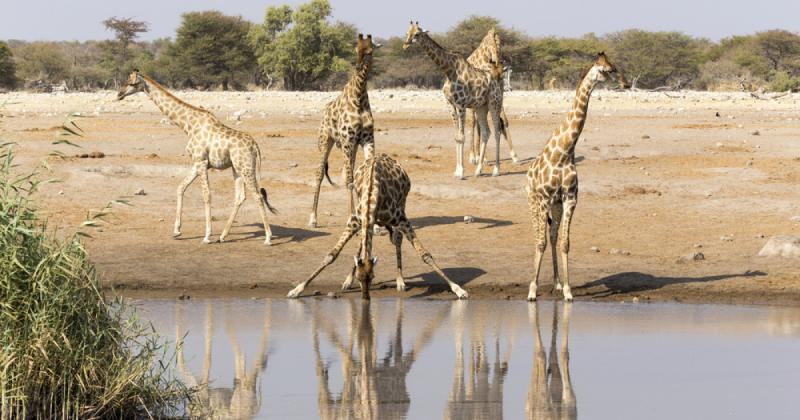 Namíbia, a vadon varázslatos földje, ahol a szafarik izgalma és a lenyűgöző homokdűnék találkoznak. Ez a különleges hely a természet csodáival várja azokat, akik felfedezni szeretnék Afrika titokzatos szépségeit. A végtelen sivatagok és a gazdag állatvilá