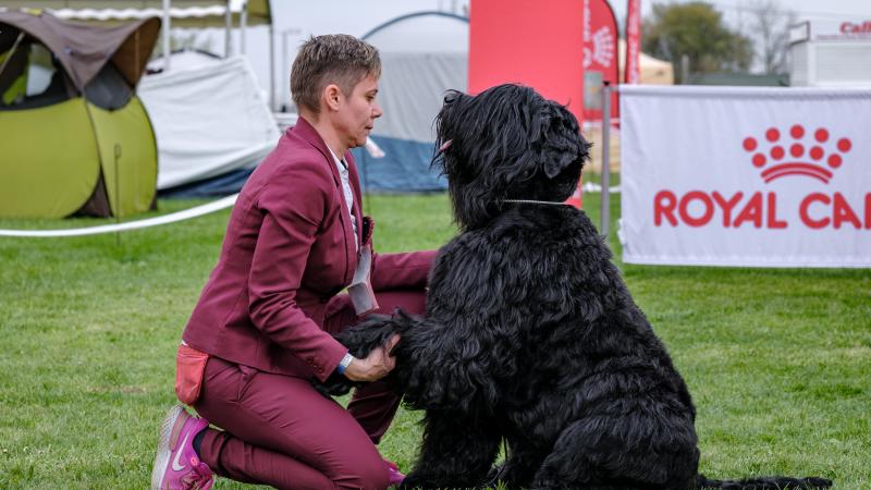 Ez talán az oka, amiért a kutyák nem képesek kifejezni magukat szavakkal.