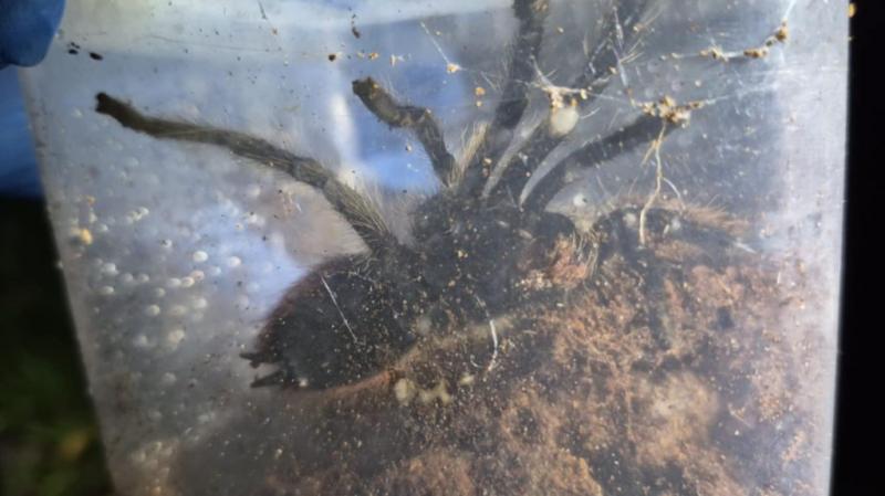 Egy lengyel utcaseprő különös felfedezést tett, amikor a szemét között madárpókokra bukkant. Az esemény igazi meglepetést okozott, hiszen a városi környezetben ritkán találkozik az ember ilyen különleges ízeltlábúakkal. A felfedezés felkeltette a helyi la